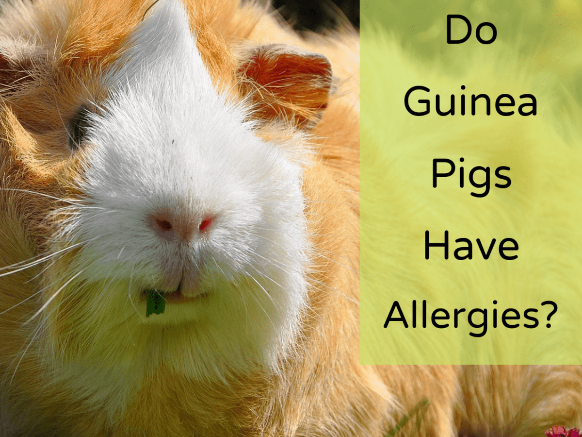 What Are Guinea Pigs Allergic To Pethelpful