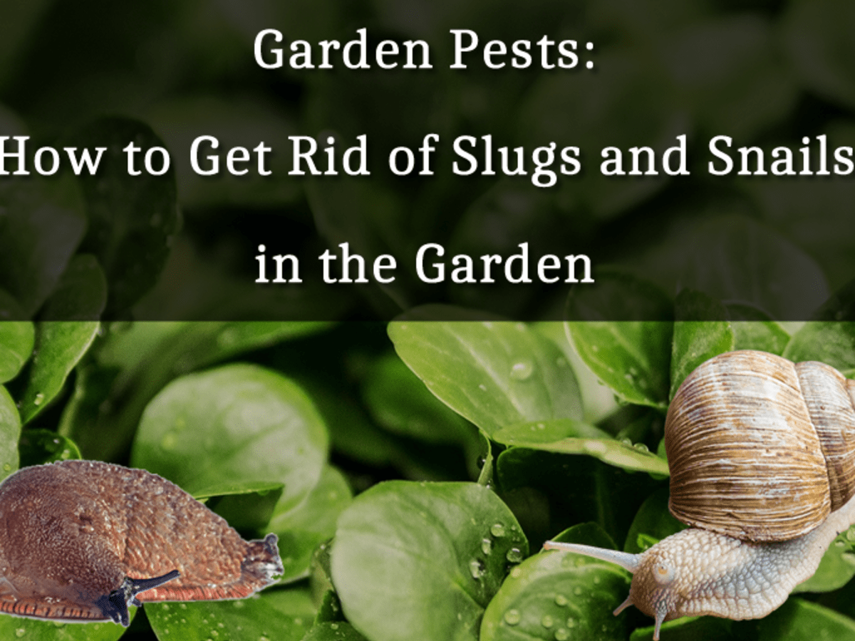 Garden Pests How To Get Rid Of Slugs And Snails In The Garden Hubpages