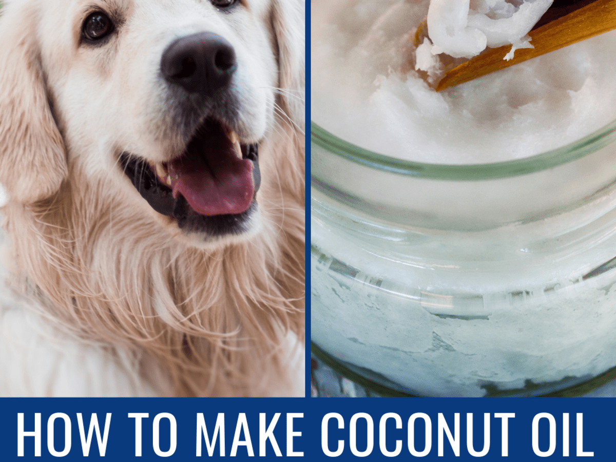 Virgin Coconut Oil for Your Dog 