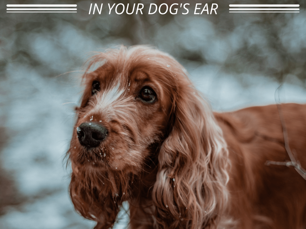 home remedy dog yeast ear infection