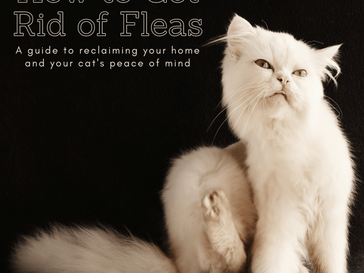 flea treatment for outdoor cats