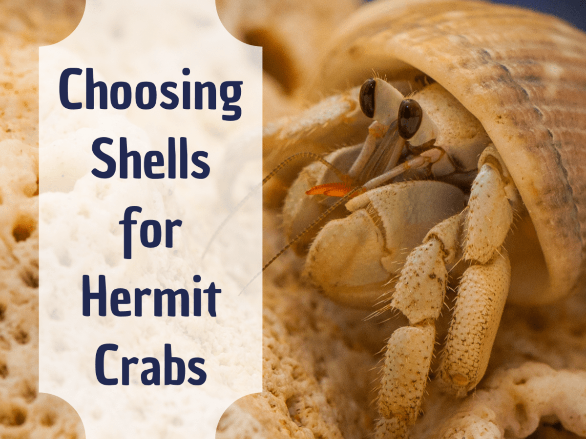 hermit crabs for sale online