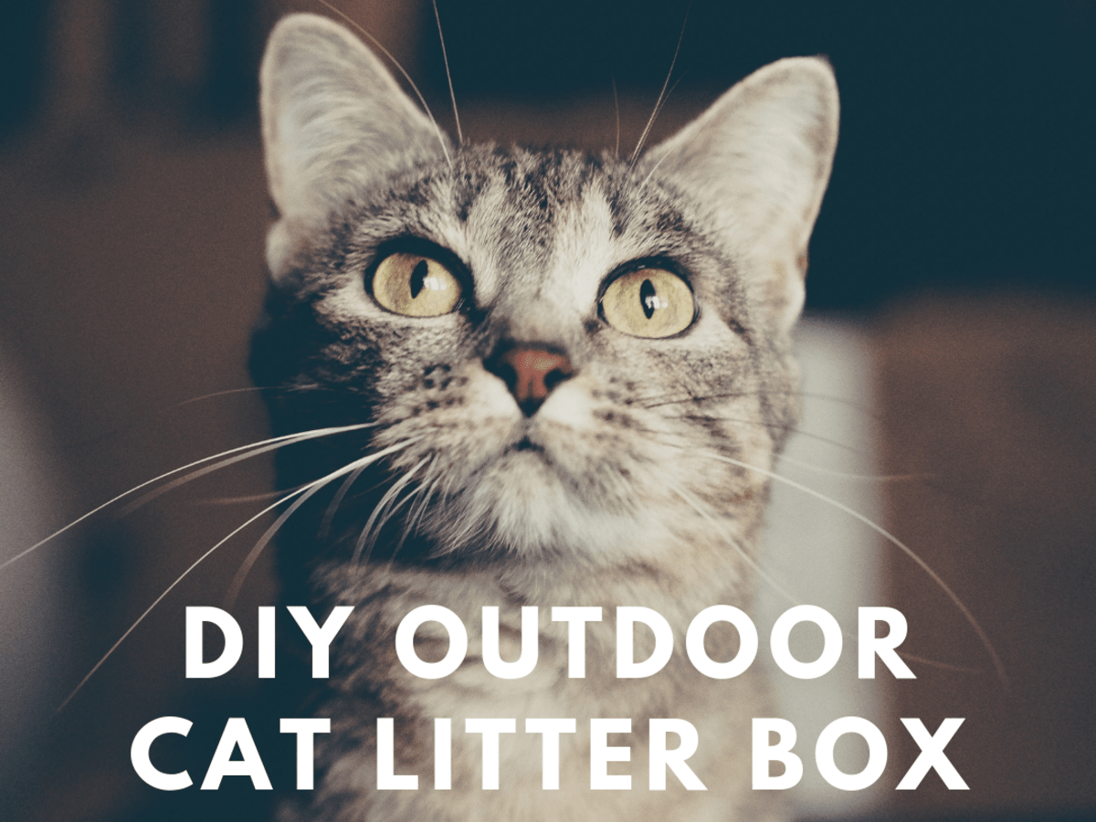 outdoor cat box