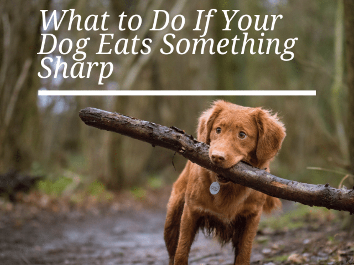 what to do if your dog swallows a rib bone