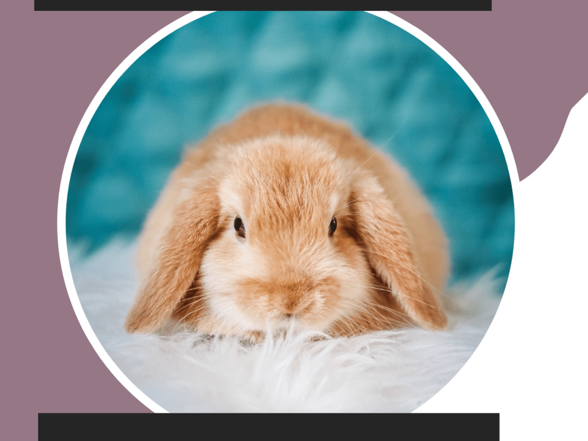 Why Is My Rabbit Twitching In His Sleep : Sleep Habits Of Pet Rabbits