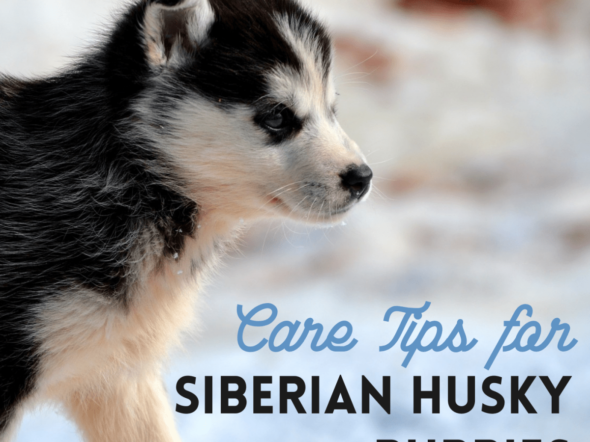 How to take care husky puppy in malaysia