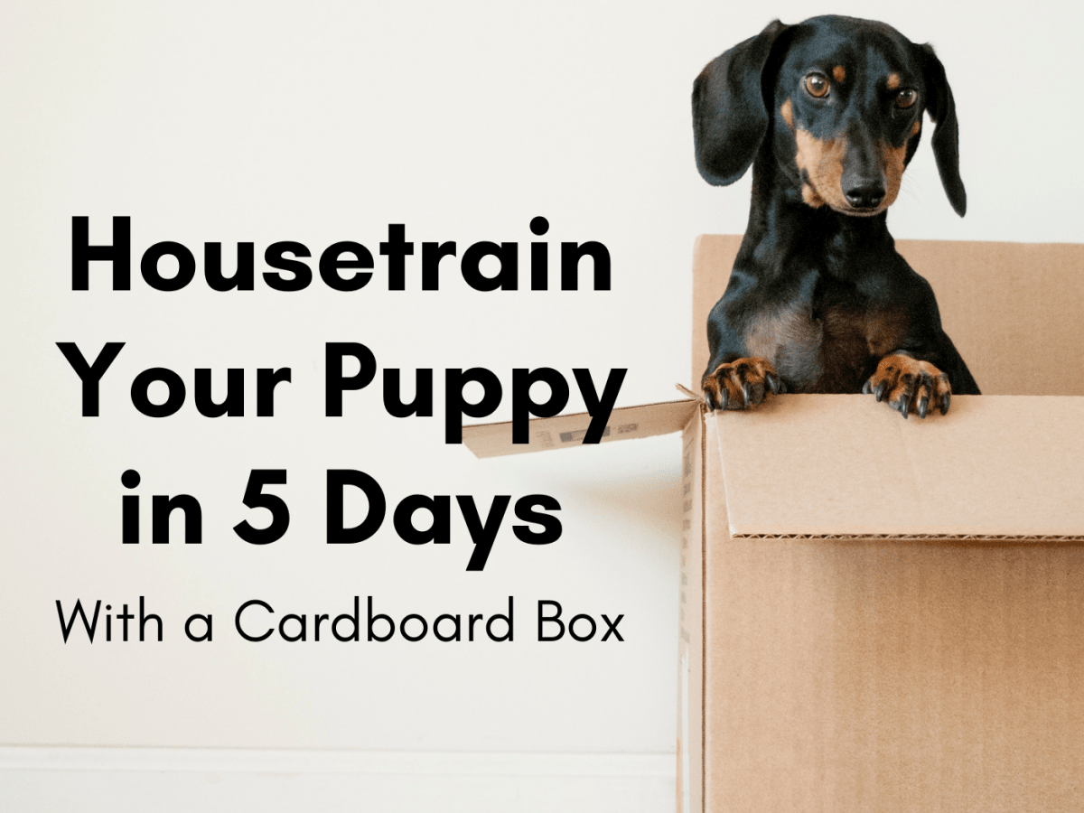 How long does it take to house break a puppy How To Housetrain A Puppy In 5 Days Using A Cardboard Box Pethelpful