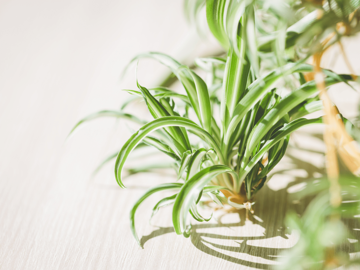 black coral snake plant scientific name Sansevieria Black Coral – In Succulent Love main image 0