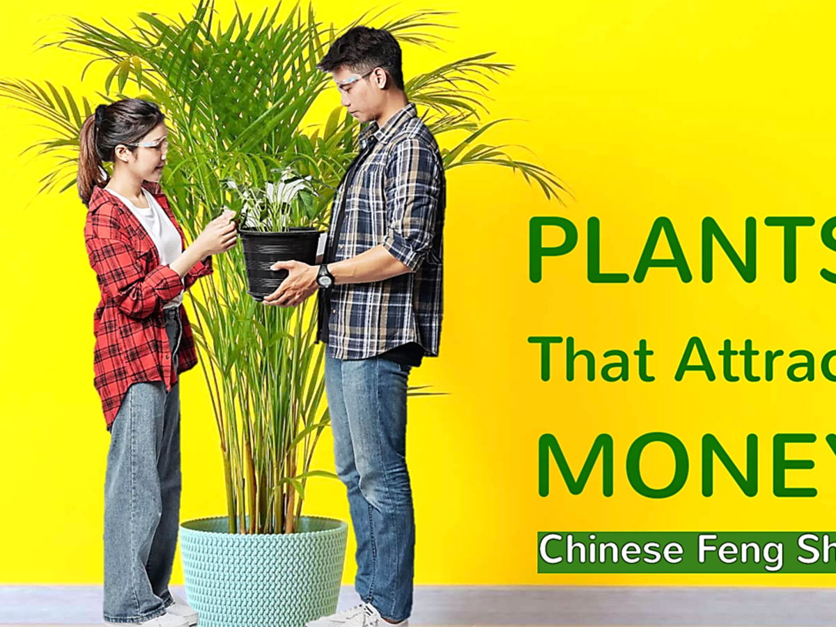 15 Chinese Feng Shui Plants That Attract Money - HubPages