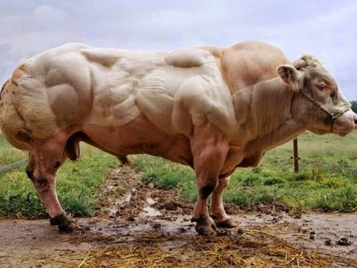 super-cow.jpg