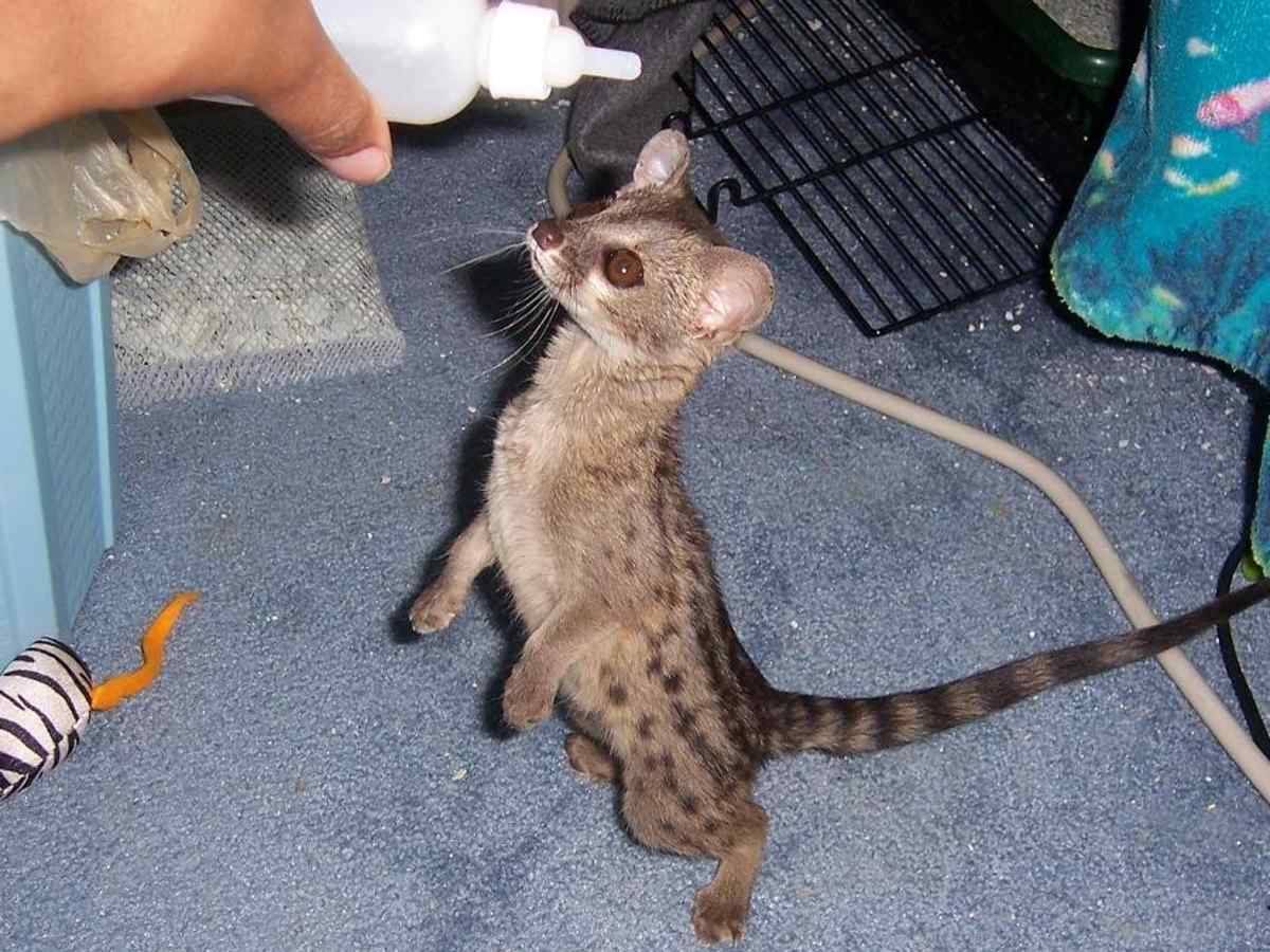 Caring for Spotted Genets as Pets - PetHelpful
