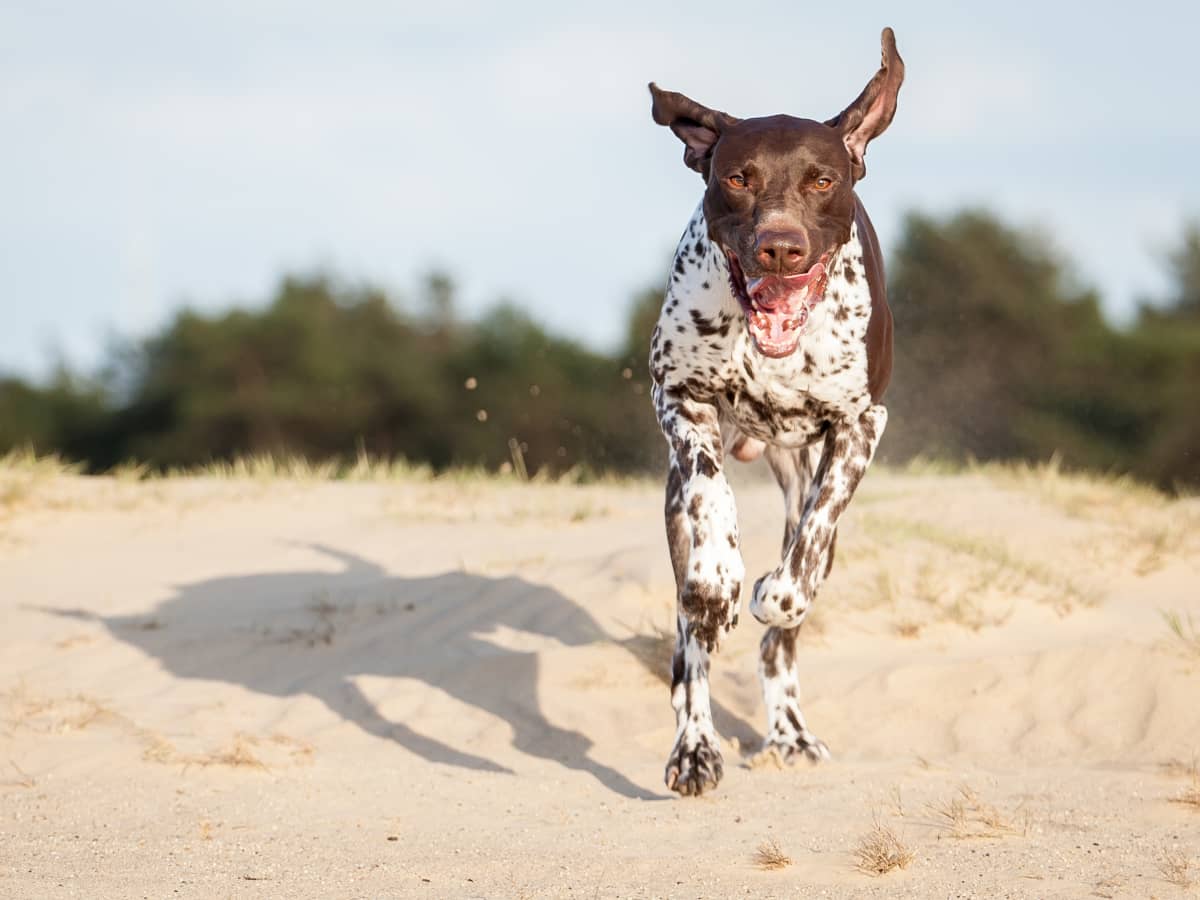 All About the Pointer Dog Breed - PetHelpful