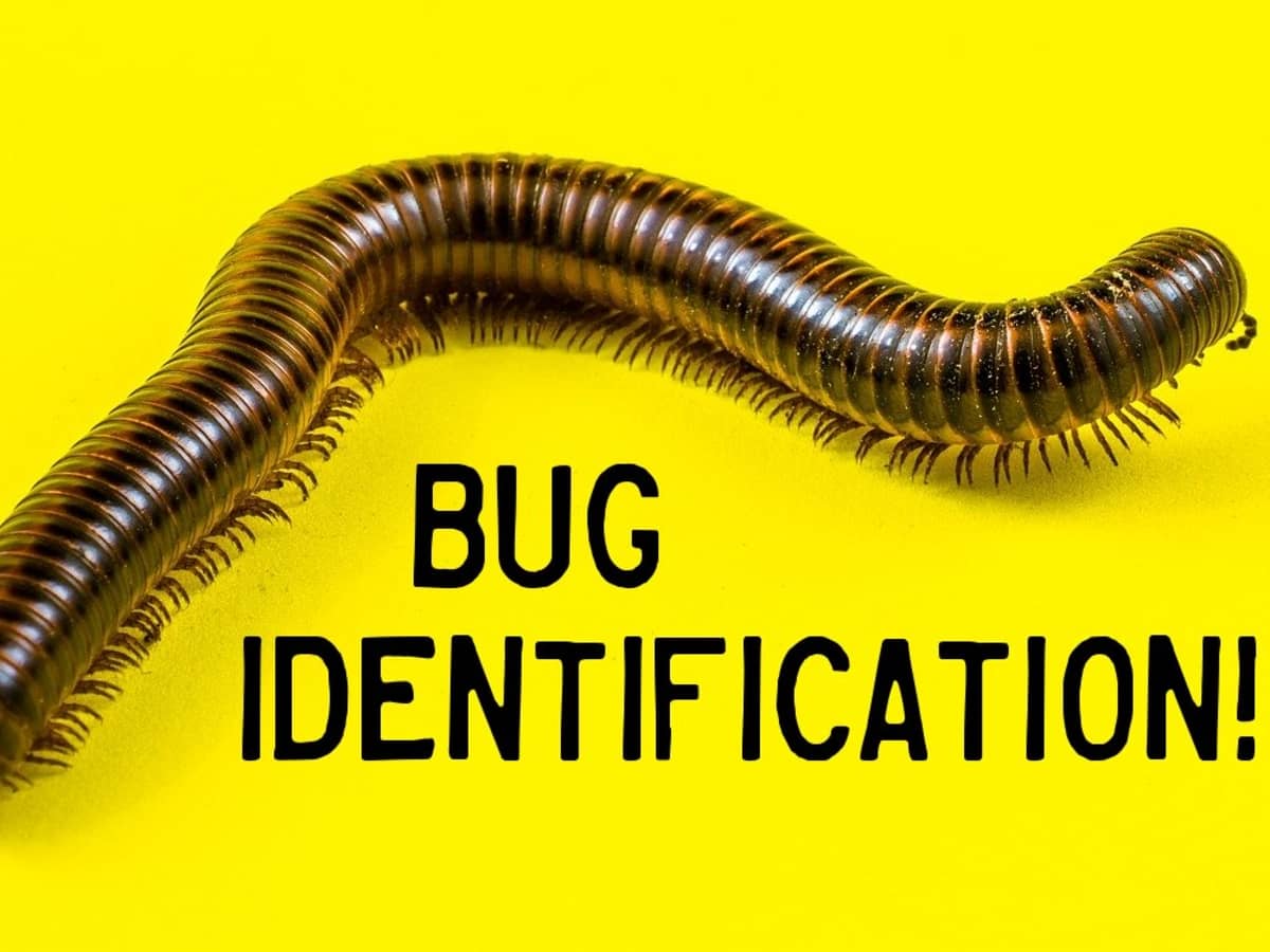 21秋冬新作 Bugs Are Insects その他