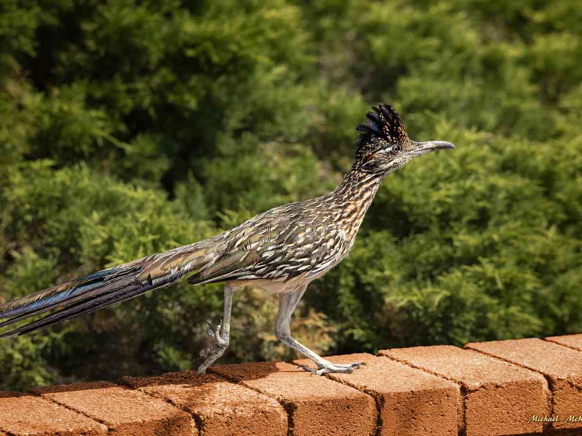 Roadrunners Are Fast, Focused, and Born to Run - HubPages FUNNY