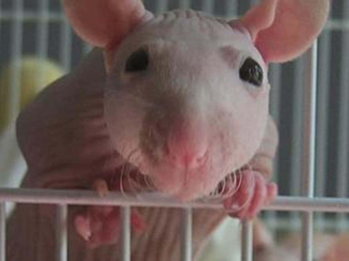 How to Breed Healthy Hairless Rats (Sphynx Rats) - PetHelpful