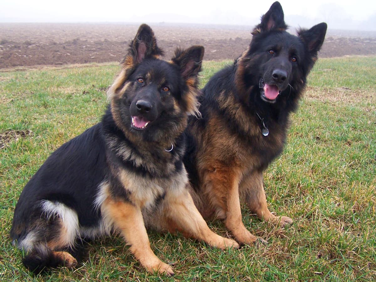 11 Countries Where German Shepherd Dogs Are Banned or Restricted