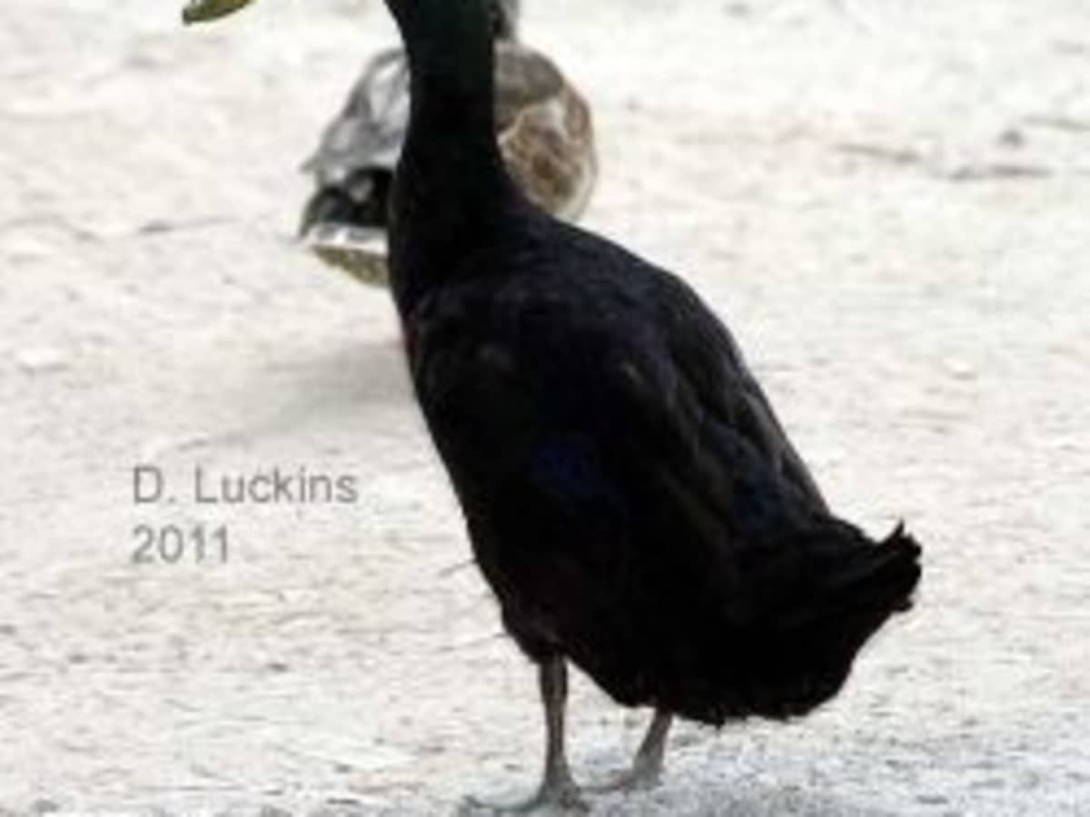Popular Domestic Duck Breeds HubPages