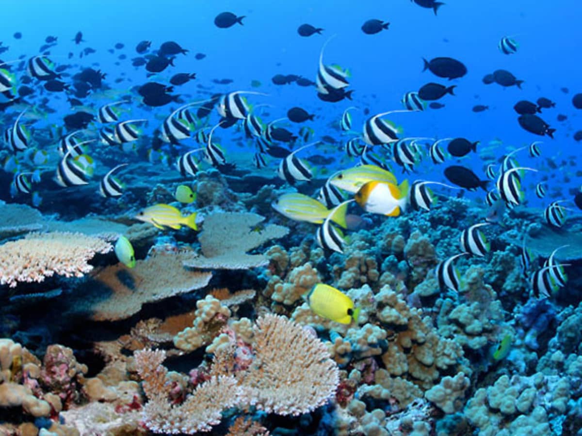 hawaiian-reef-fish.jpg hawaiian-reef-fish.jpg
