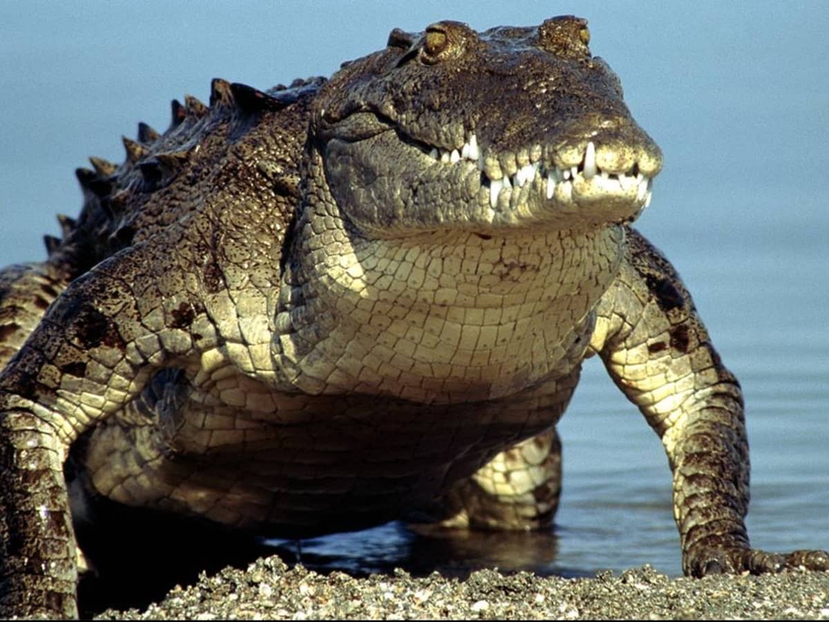 Monster Crocs: How Big Can Crocodiles Get? - HubPages