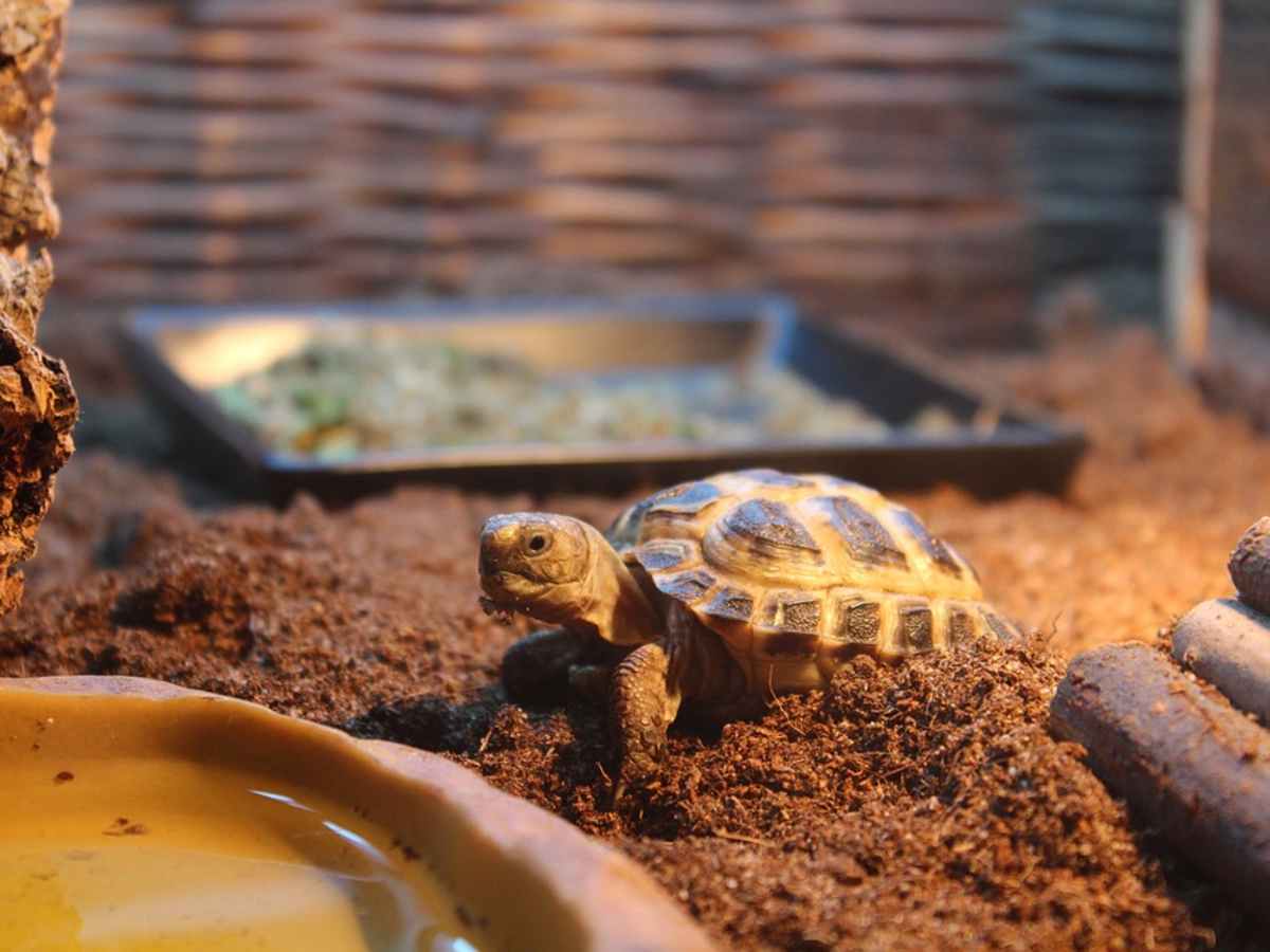Sale types of small pet tortoises Best Sale Black Friday