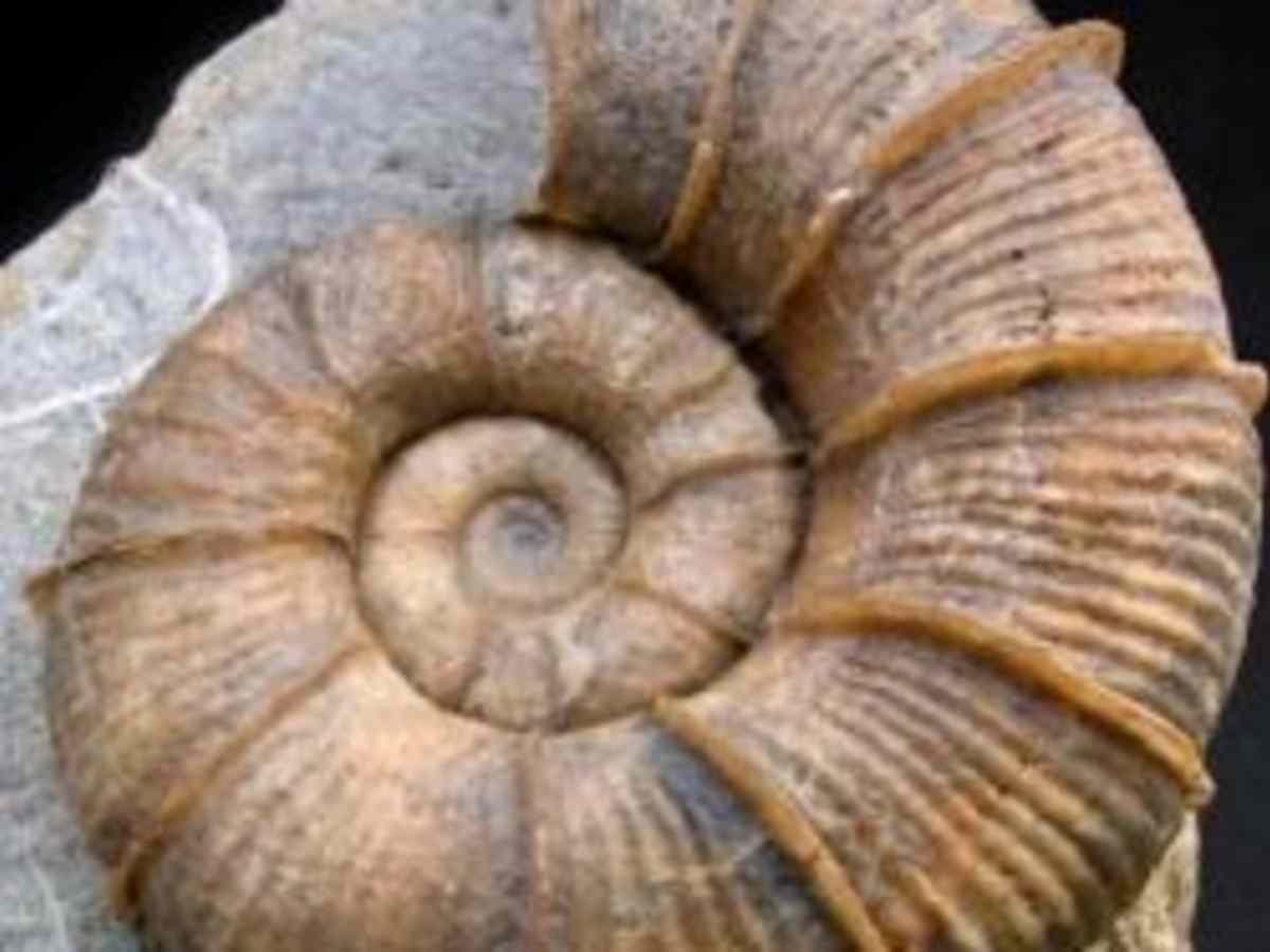 Digging In The Past Edible Fossil Layers Deals