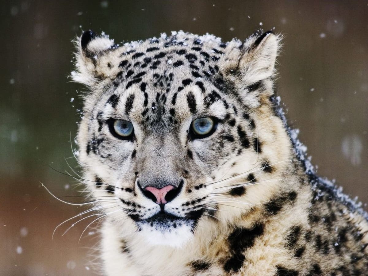 Snow leopard様おまとめ3点 The Endangered Snow Leopard—Habitat, Feeding Habits and More