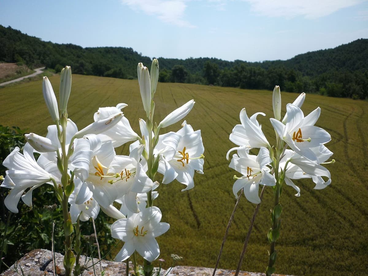 How to Grow Madonna Lily an Ancient Flower HubPages