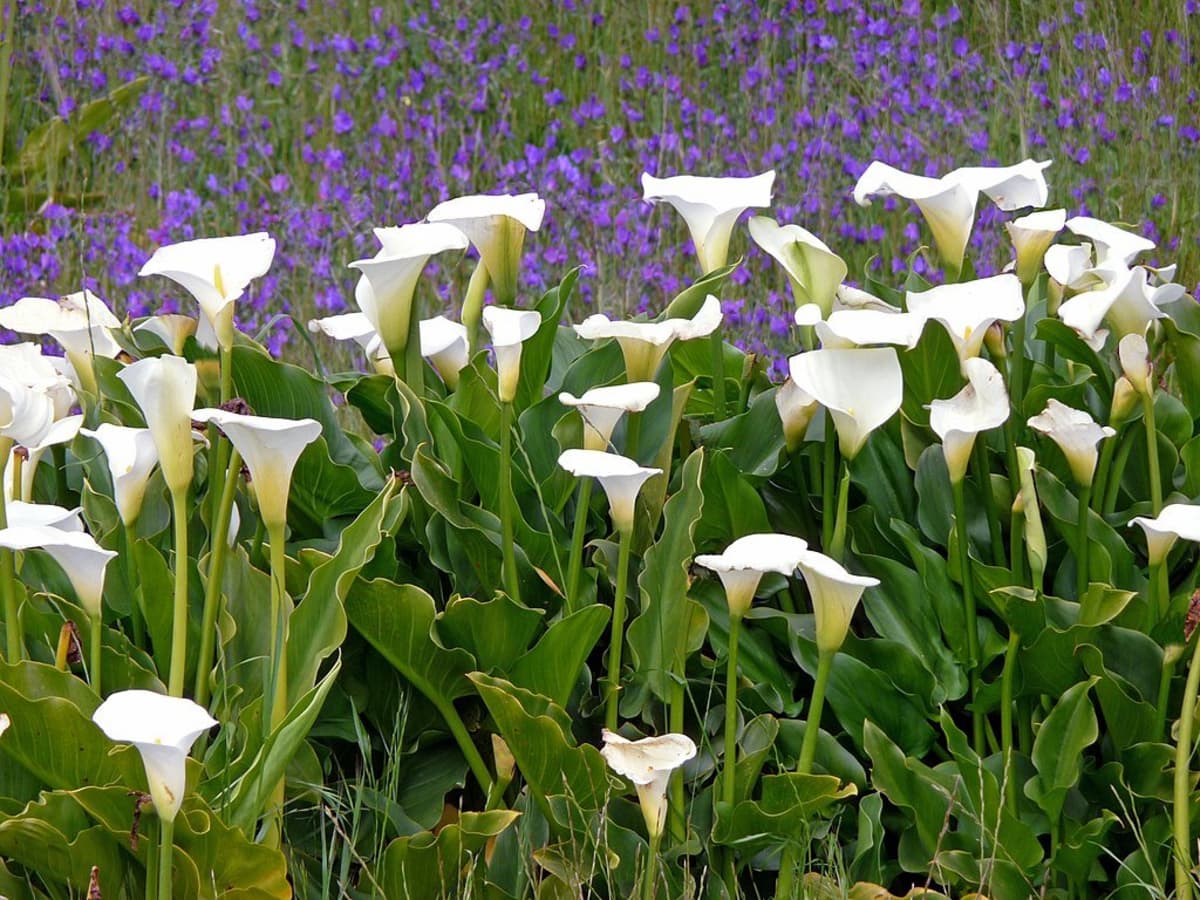 How to Grow Calla Lilies Indoors or Outdoors - Dengarden