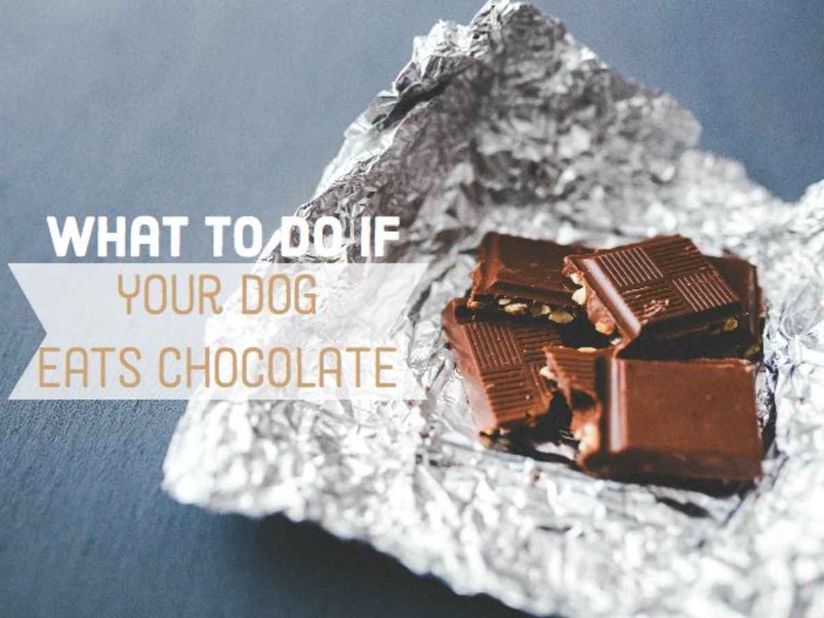 Can Chocolate Cake Kill Dogs