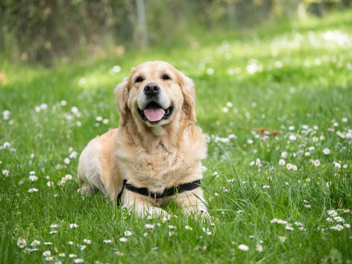 Labrador Retrievers: Wonderful Family Pets and Companions - PetHelpful