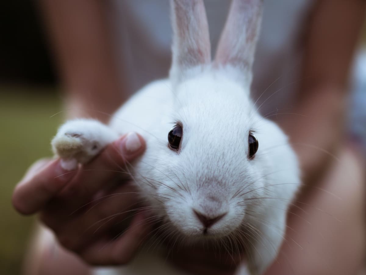 15 of the Best Pet Rabbit Breeds - PetHelpful