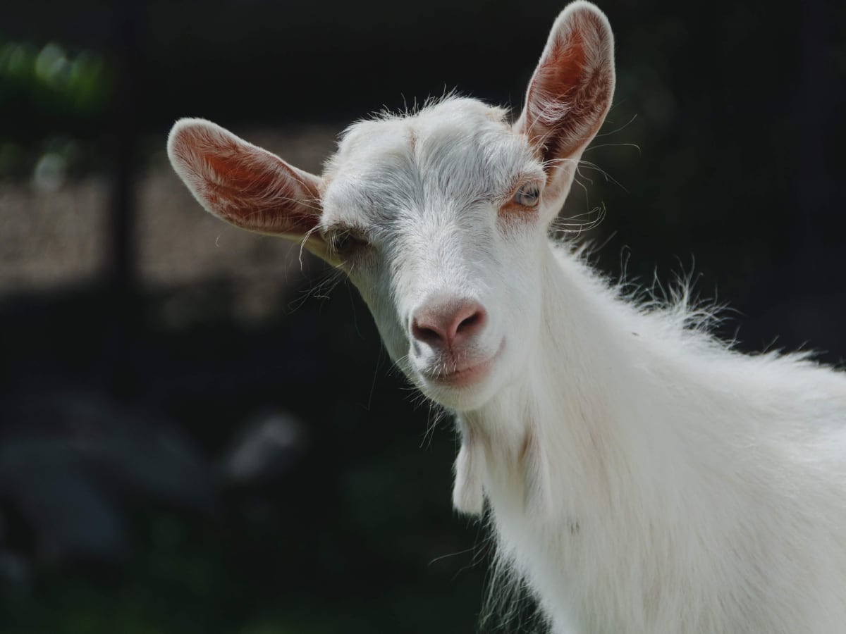 15 Best Goat Breeds for Pets - PetHelpful