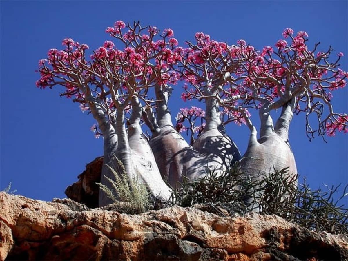 Socotra Island the Most Exotic Nature and Wildlife in the