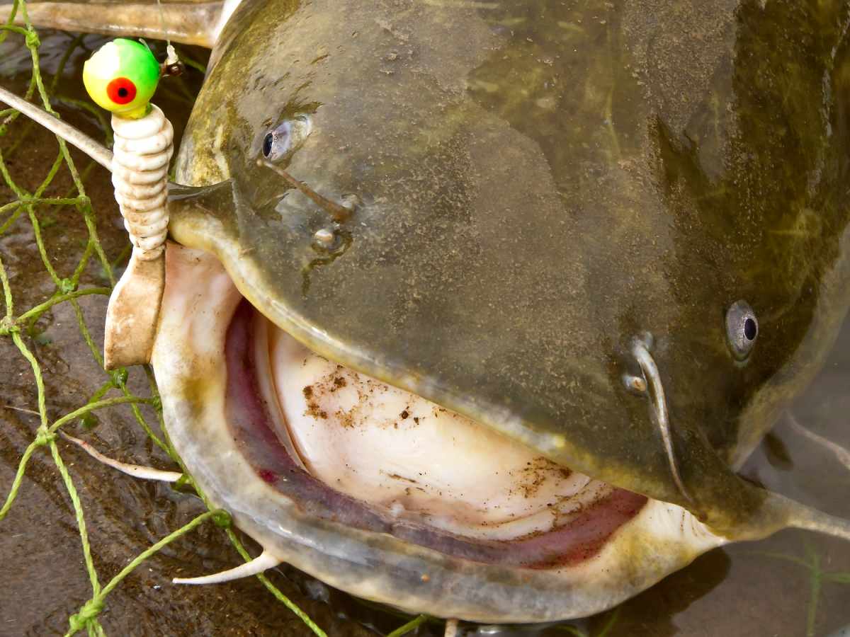 best-places-to-fish-for-flatheads-best-sale-cdlguaiba-br