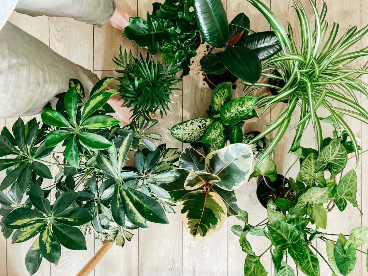 Easy plants to grow cheap