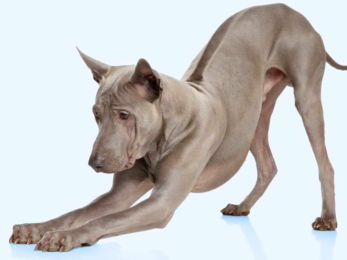 Buy thai ridgeback dog breeds Hotsell - Main Image