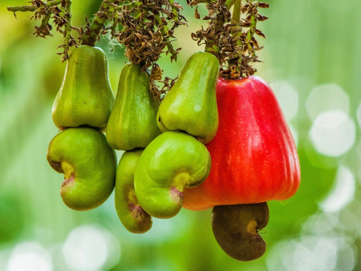 Where Do Cashews Come From