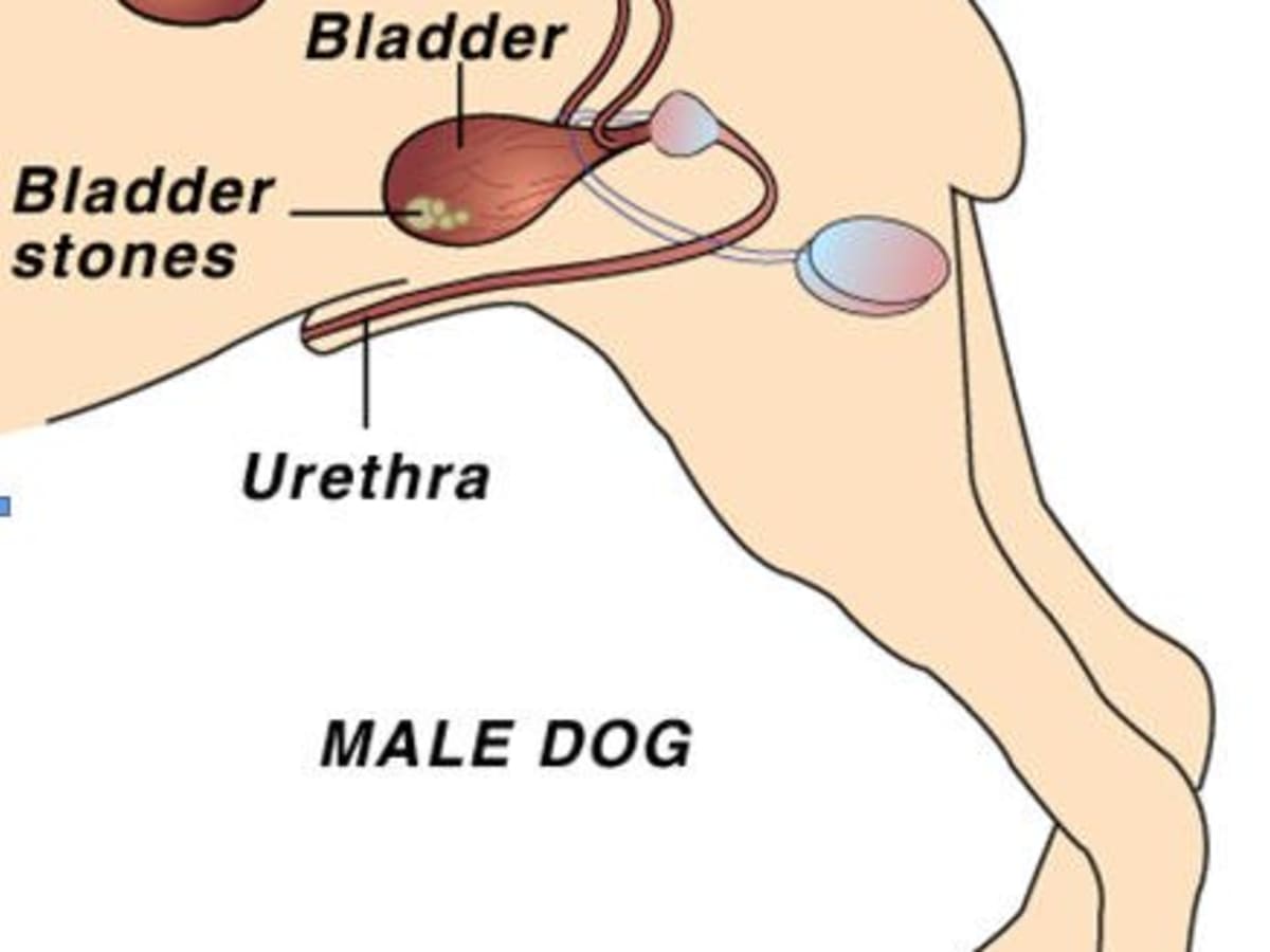 Vergrößerte prostata hund behandlung