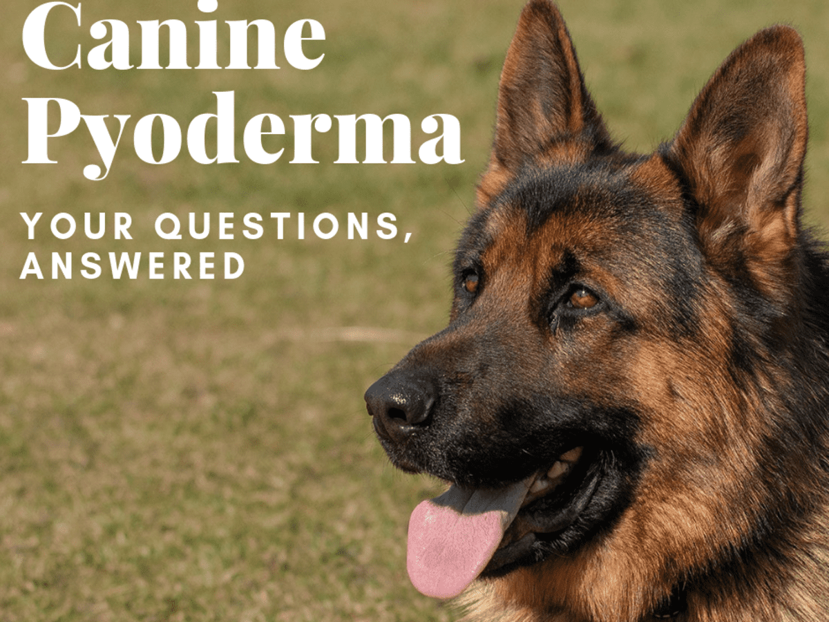 Canine hotsell pyoderma treatment