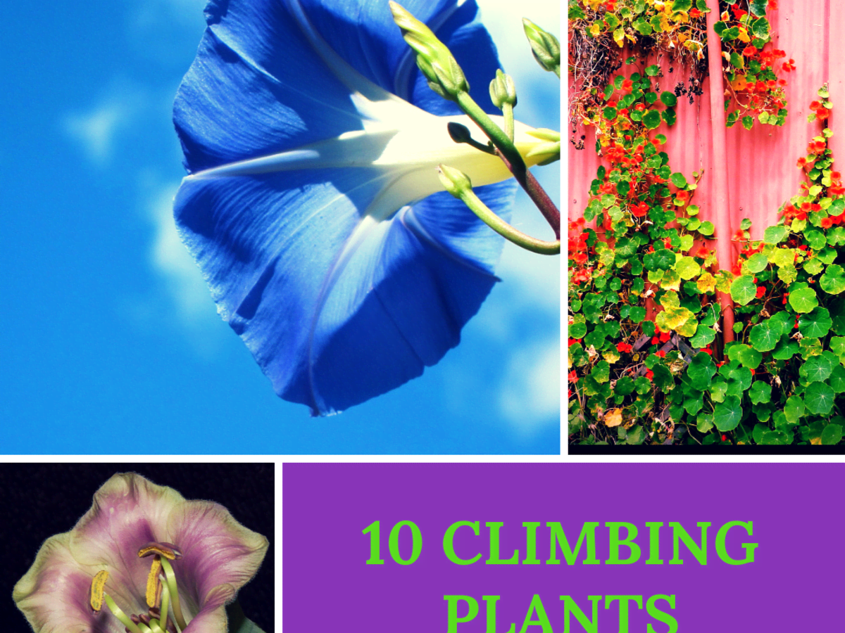 climbing plants are called