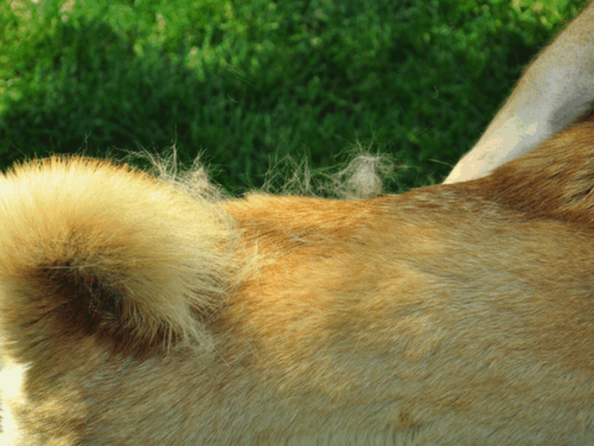 Short hair dog hot sale shedding a lot