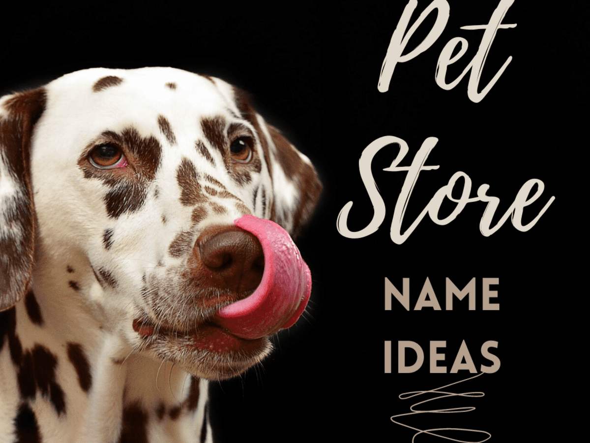 50 Pet Store Names ToughNickel