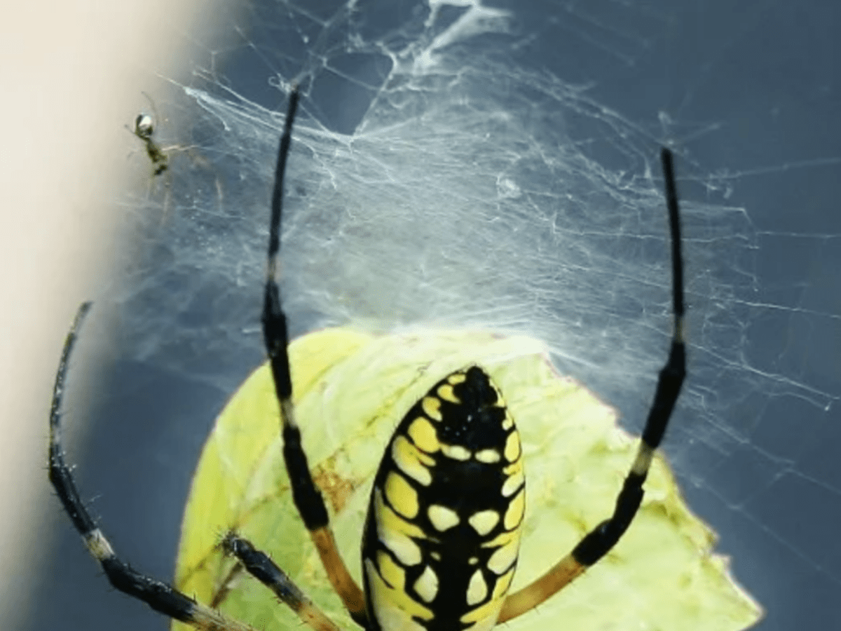 How Long Do Garden Spiders Live After Laying Eggs Fasci Garden