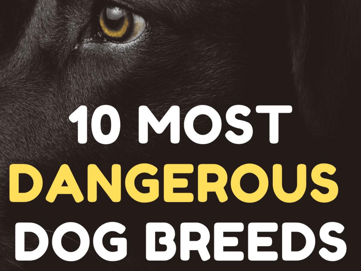 Most dangerous store dog breeds list