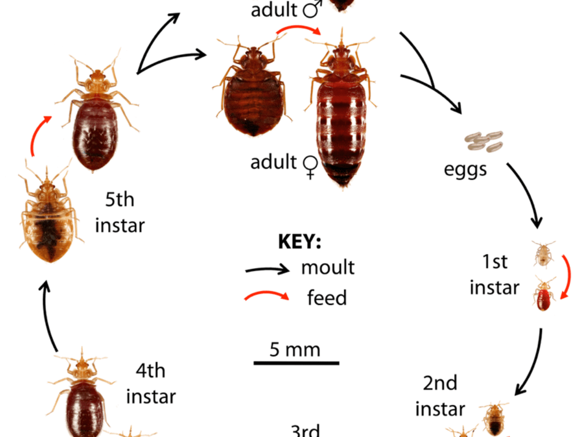 Стадии развития тараканов