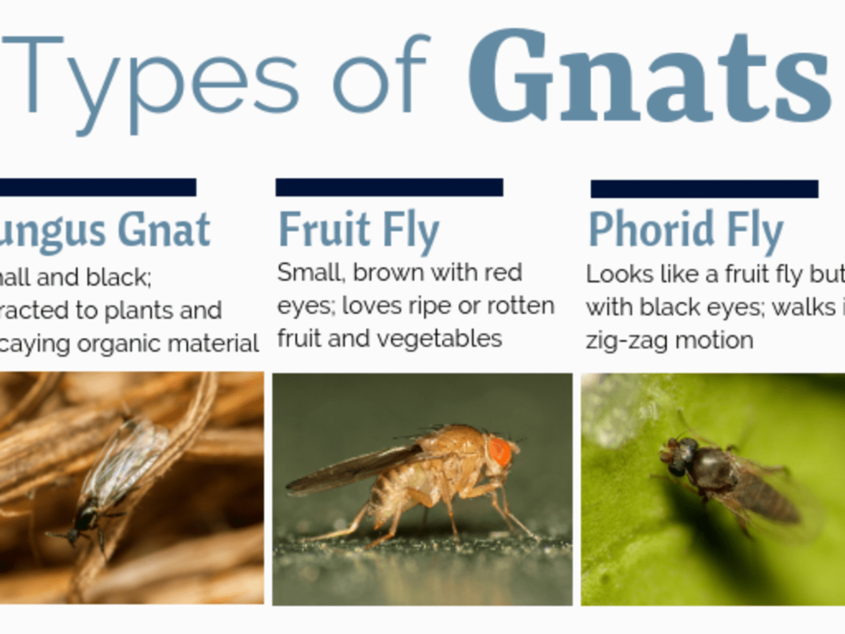 How to get rid on sale of drain gnats