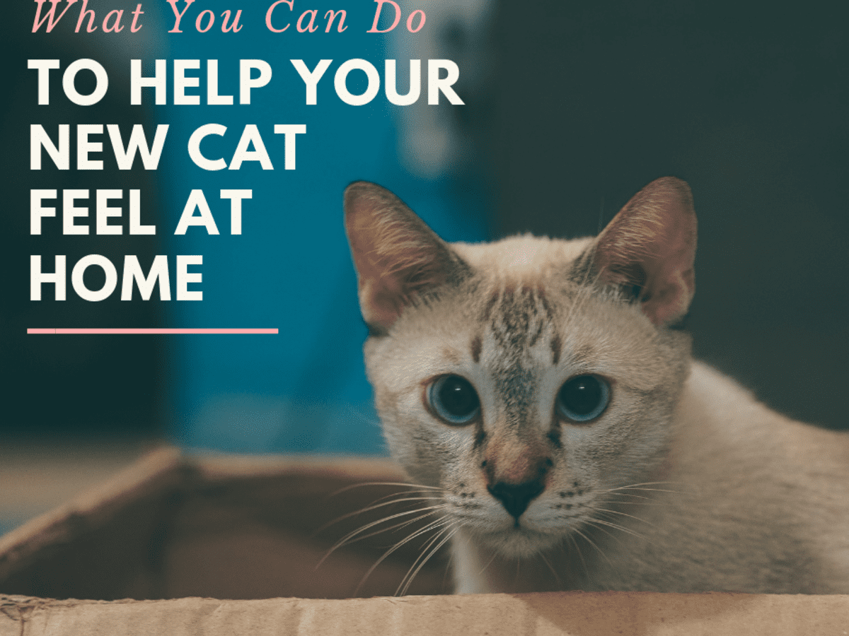 How to bring home a best sale new cat