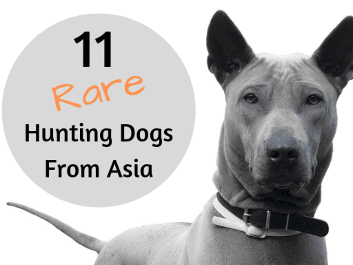 11 Unrecognized and Rare Hunting Dogs From Asian Countries