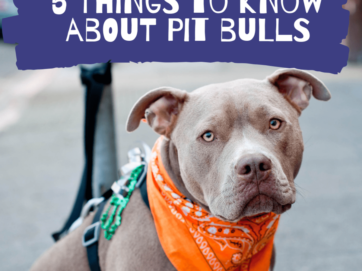 Pitbulls are cheap the worst