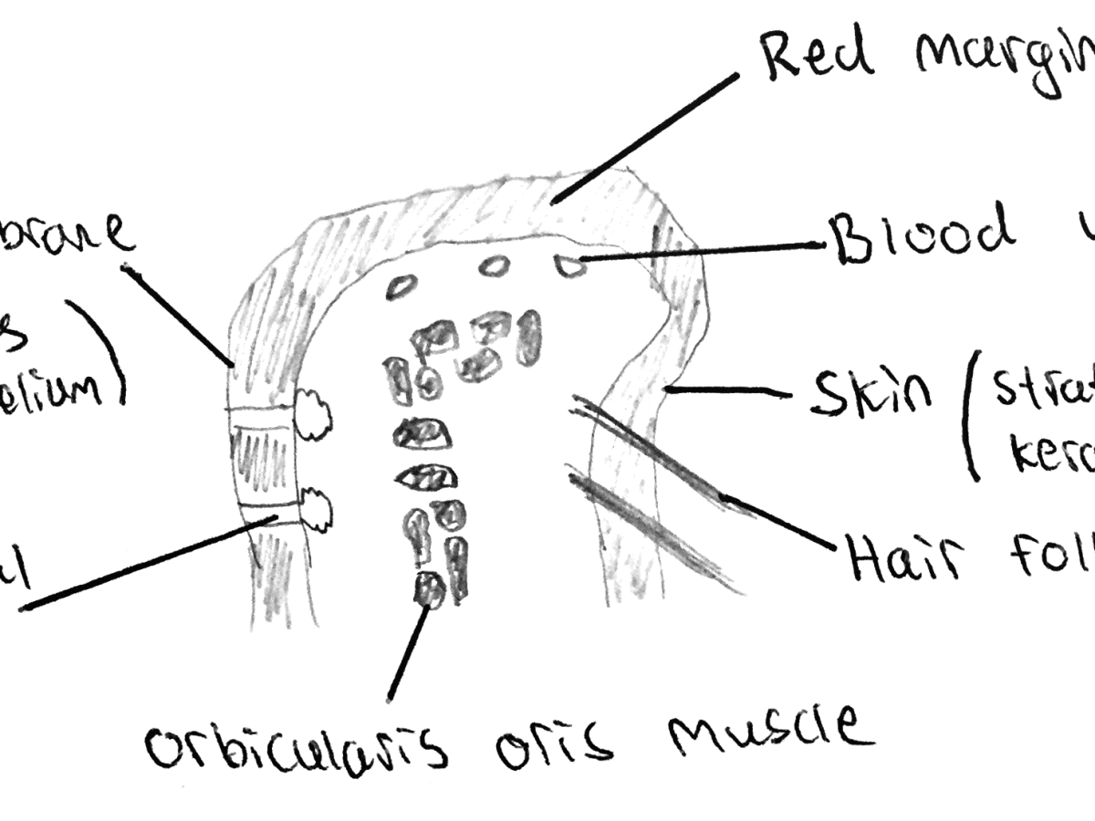 Histology and Anatomy of the Digestive System Owlcation